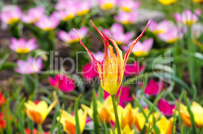 Wildtulpe Tulipa acuminata - wild tulip Tulipa acuminata