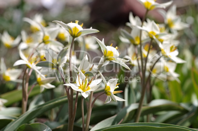 Wildtulpe Tulipa turkestanica - wild tulip Tulipa turkestanica