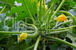 Zucchini Pflanze- courgette plant in garden