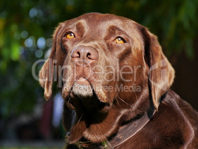 Brauner Labrador