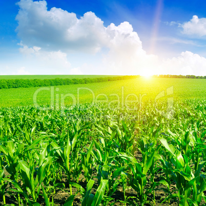 Beautiful sunrise on green cornfield