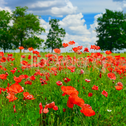 red poppies on green field