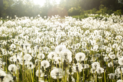 Field of dandelions