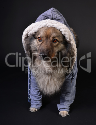 cooler Hund mit Kapuzenshirt Hoodie Wolfsspitz