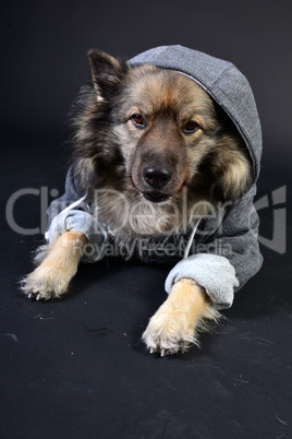 cooler Hund mit Kapuzenshirt Hoodie Wolfsspitz
