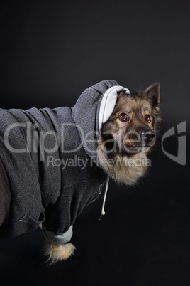 cooler Hund mit Kapuzenshirt Hoodie Wolfsspitz