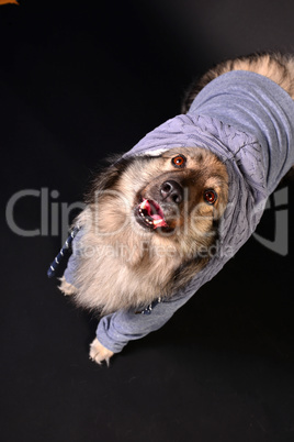 cooler Hund mit Kapuzenshirt Hoodie Wolfsspitz