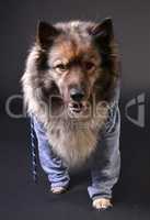 cooler Hund mit Kapuzenshirt Hoodie Wolfsspitz