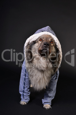 cooler Hund mit Kapuzenshirt Hoodie Wolfsspitz