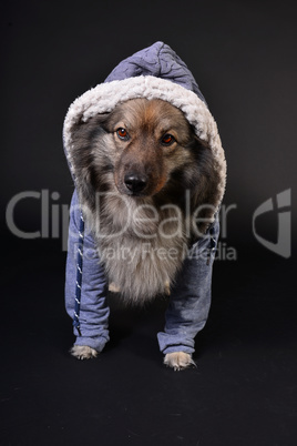 cooler Hund mit Kapuzenshirt Hoodie Wolfsspitz