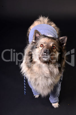 cooler Hund mit Kapuzenshirt Hoodie Wolfsspitz