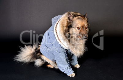 cooler Hund mit Kapuzenshirt Hoodie Wolfsspitz