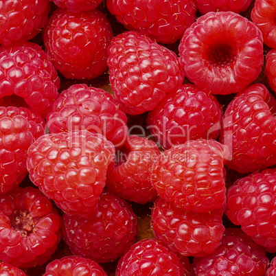 Fresh organic raspberries