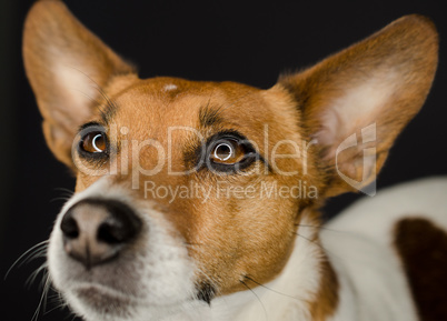 Close up shot of a Jack Russell terrier