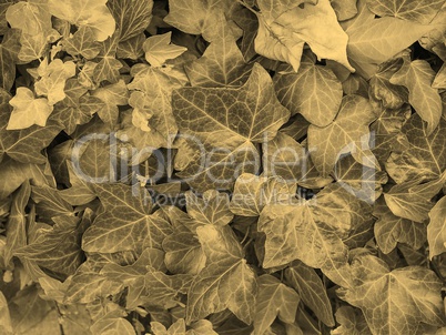 Ivy background sepia