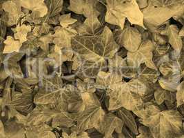 Ivy background sepia