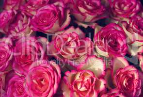 A large bouquet of pink roses