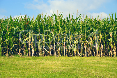 corn plants