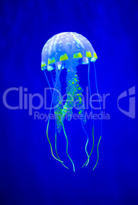 Real jellyfish on a blue background