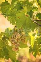 tuscan grapes