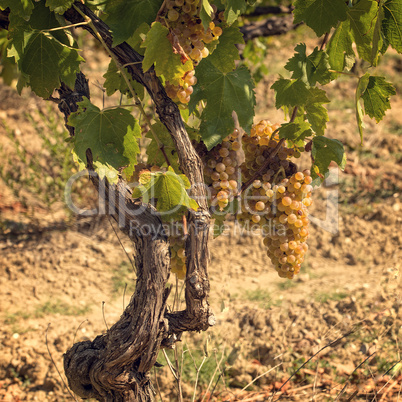 tuscan grapes