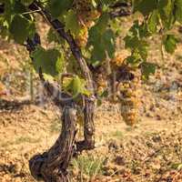 tuscan grapes