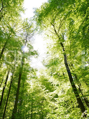 Buchenwald im Frühling