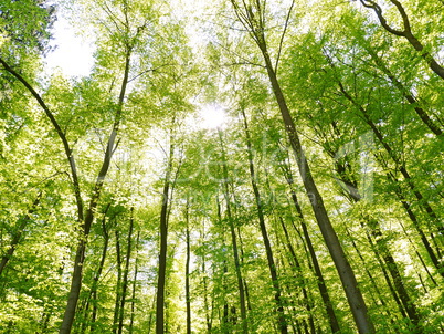 Buchenwald im Frühling