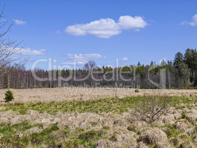 Hochmoor am Hoherodskopf