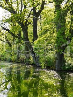 Schöne alte Laubbäume im Kurpark Bad Salzhausen