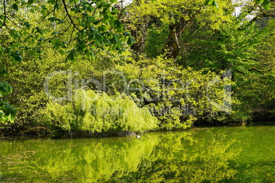 Schöne alte Laubbäume im Kurpark Bad Salzhausen