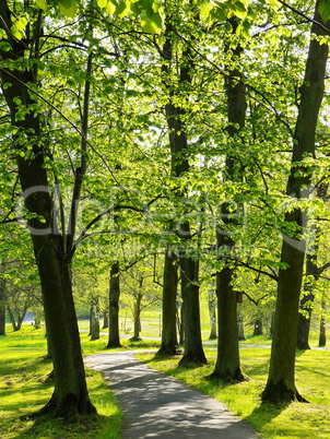 Schöne alte Laubbäume im Kurpark Bad Salzhausen