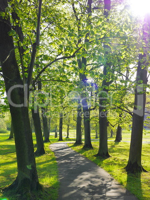 Schöne alte Laubbäume im Kurpark Bad Salzhausen