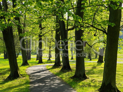 Schöne alte Laubbäume im Kurpark Bad Salzhausen
