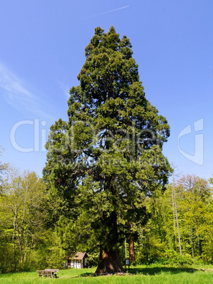 Mammutbaum im Vogelsberg