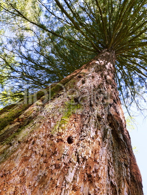 Mammutbaum im Vogelsberg