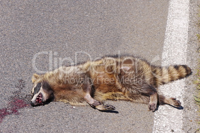 Toter Waschbär am Strassenrand