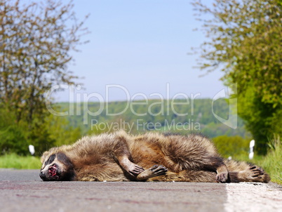 Toter Waschbär am Strassenrand