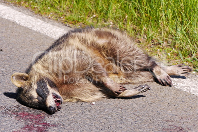 Toter Waschbär am Strassenrand