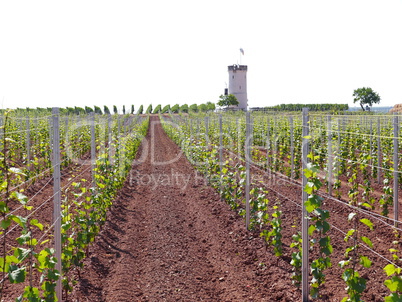 Weinlage am Wartturm bei Nierstein