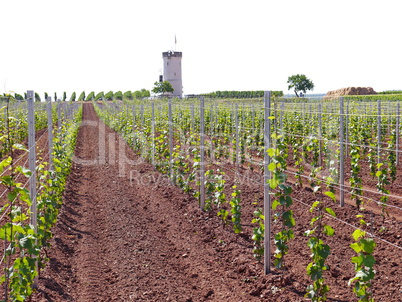 Weinlage am Wartturm bei Nierstein