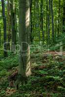 Beech forest