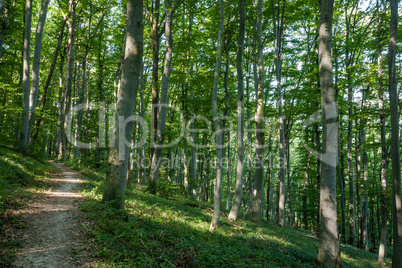 Beech forest