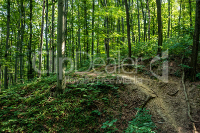 Beech forest