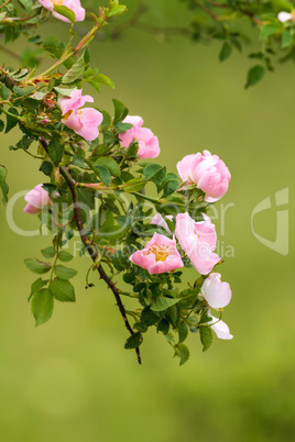 Dog rose flowers (Rosa canina)