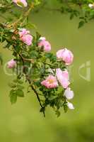 Dog rose flowers (Rosa canina)
