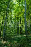 Beech forest