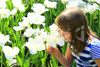 little girl smells tulips on the flower-bed