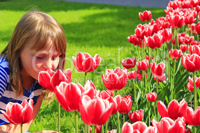 little girl smells red tulips on the flower-bed