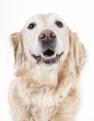 golden retriever Kopf